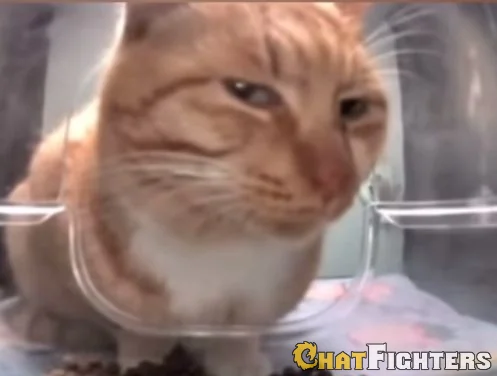 [IMAGE:https://venus.chatfighters.com/Content/profile/ss/cjzzguzohhcasvrsshth_434421057.webp]